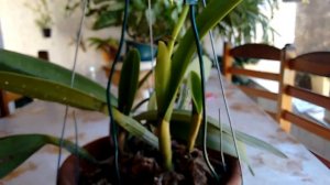 Cattleya Eldorado alba