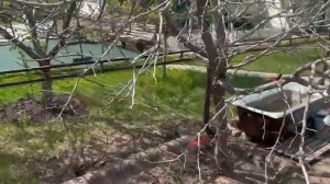 В этом году не проснулась Груша.