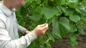 Подкормка огурцов гуматом калия для восстановления корневой системы