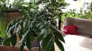 АФРИКАНСКОЕ ТЮЛЬПАНОВОЕ ДЕРЕВО СПАТОДЕЯ УХОД И ПЕРЕСАДКА