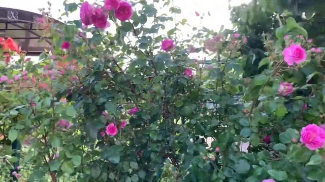 Роза Ozeana(Озеана), Тантау, 2016 смотреть онлайн