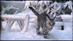 Реклама Whiskas | Вискас - "Новогоднее угощение"