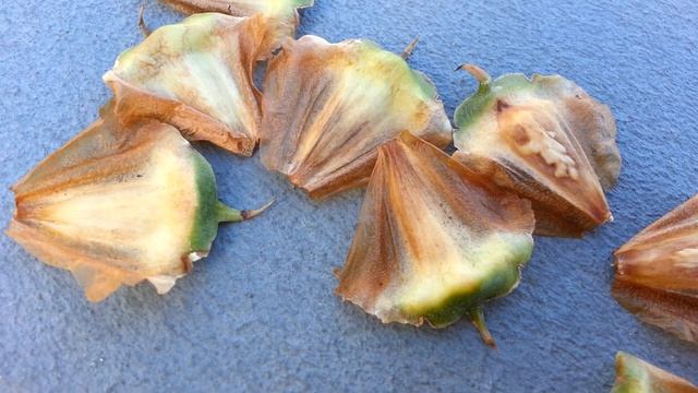 Norfolk Island Pine Seeds - Araucaria heterophylla HD 04 смотреть онлайн