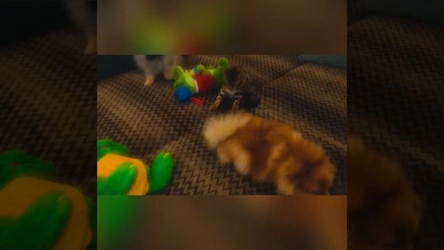 Наши любимки:(бабушка,мама,сынок,дочка и их подружка кошка) смотреть онлайн