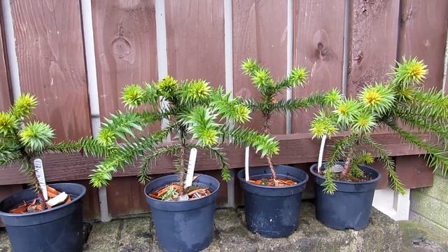 My 5 year old Monkey Puzzle Trees I have grown from Seed Winter Update - Araucaria araucana смотреть онлайн
