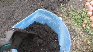 Земляника из семян .  Осенняя посадка клубники ( земляники).