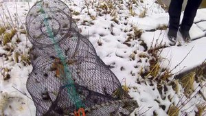 Ставим с отцом вершу на живца.