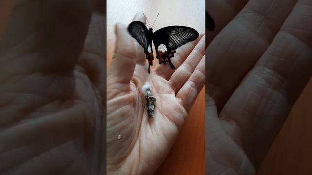 Интересные факты о бабочках ? смотреть онлайн