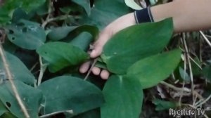 FINDING RARE AND WILD PLANTS IN THE Mountain / Alocasia