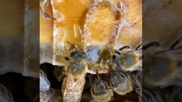 Окуривание дымом пчелы смотреть онлайн