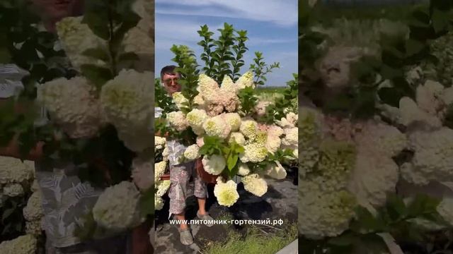 Крупномерные гортензии под заказ с35л, с45л, с55л, с90л, с160л ☎️8-926-645-46-99
