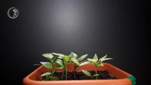 перец болгарский