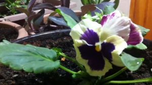 Мои летники за окнами: Петуния, Бархатцы и Анютины глазки