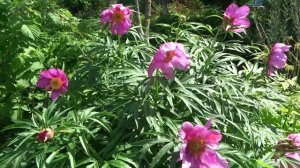 Пион уклоняющийся – Марьин корень. Paeonia anomala