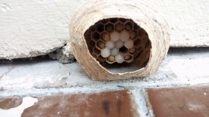 Гигантские шершни (осы) сделали гнездо на балконе