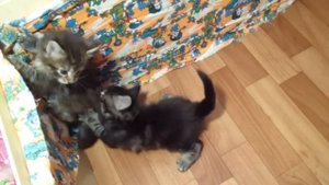 Котята мейн кун 1 месяц