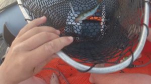 Самый правильный сачок для рыбы