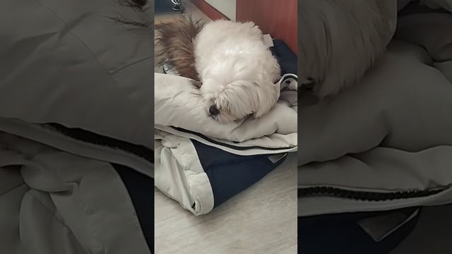 바닥에 앉지 않고 아빠옷 위에 누운 얌통머리 없는 강아지 #강아지 #반려동물 #dog