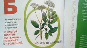 Красная азбука природы Ярославского края