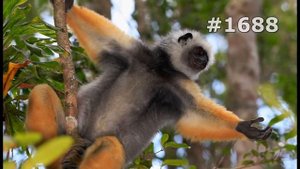 #1688. Лемуры (В мире животных)