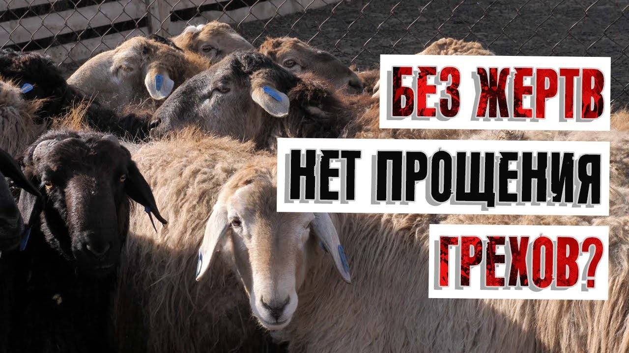 Без жертв нет прощения грехов? | Раввин Михаил Финкель