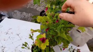 Королевская герань отцвела. Что дальше?