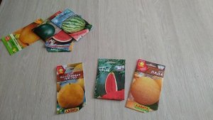 Много дынь и арбузов на маленьком участке