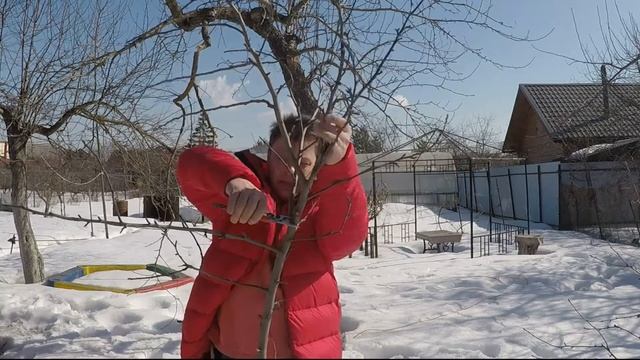 как омолодить старую яблоню? радикальная омолаживающая обрезка