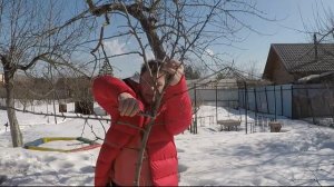 как омолодить старую яблоню? радикальная омолаживающая обрезка