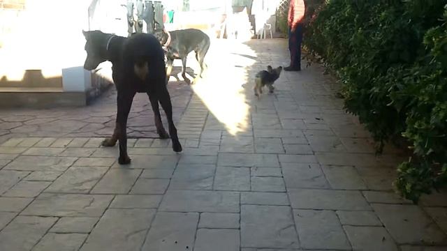 doberman york playing смотреть онлайн