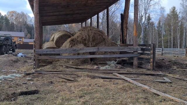 Долгожданные овцы Дорперы приехали на ферму. Продам кабанов мангалиц. Утопили крузака в болоте смотреть онлайн