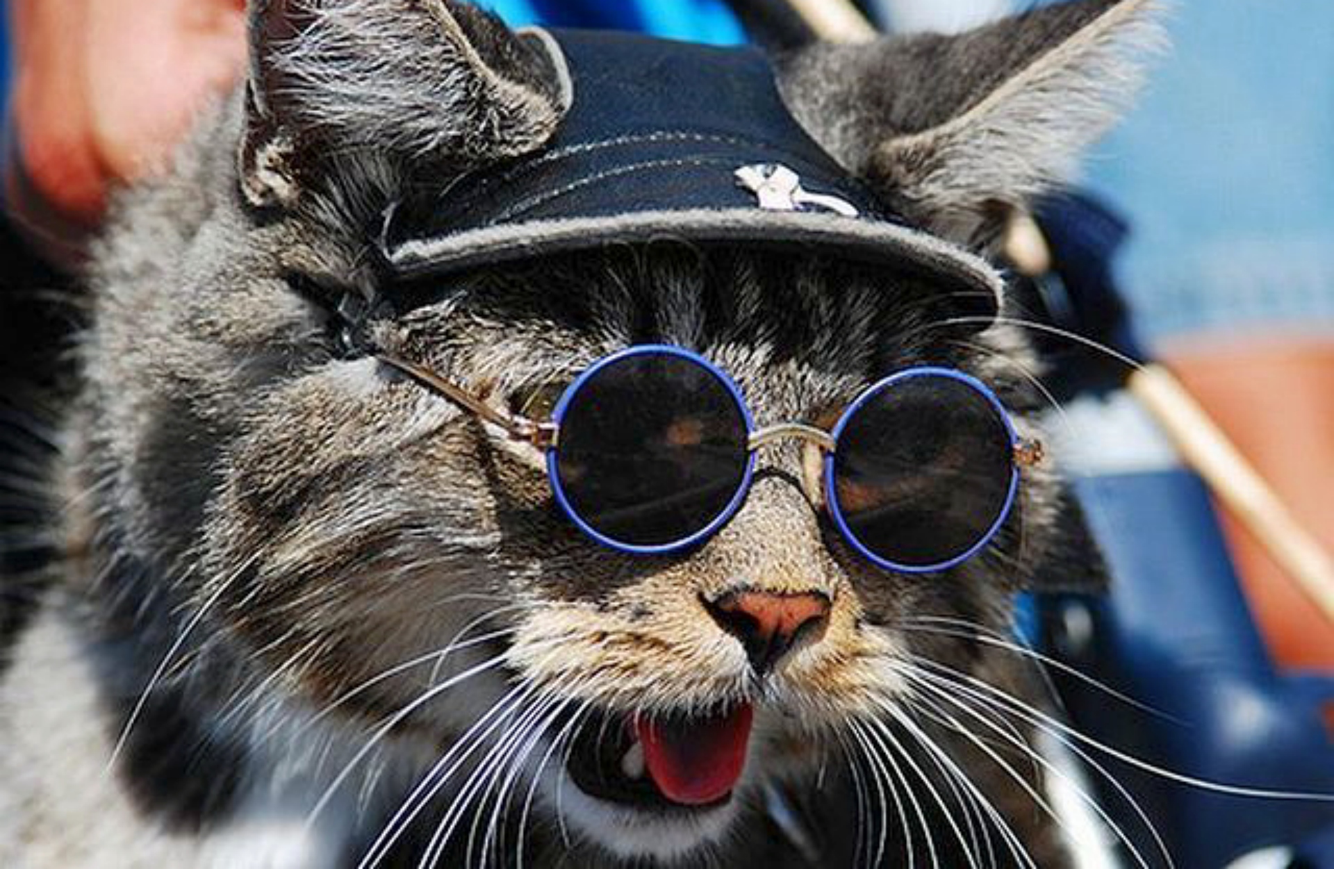 Смешные авы с котиками. Крутой кот. Кот в очках. Крутая кошка в очках. Крутые животные.