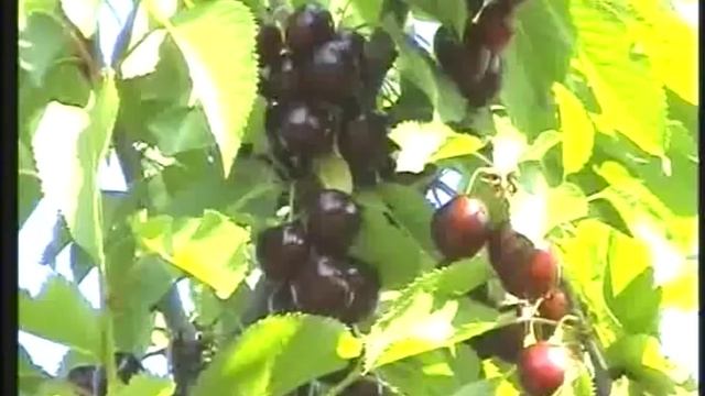 Мелитопольская черешня