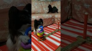 Умный папийон.Трюковая дрессировка.