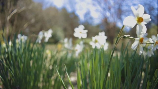 Радуйся, Невесто Неневестная. Хор братии Валаамского монастыря. смотреть онлайн