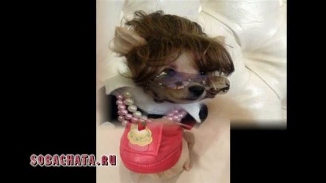 чихуахуа видео смотреть онлайн