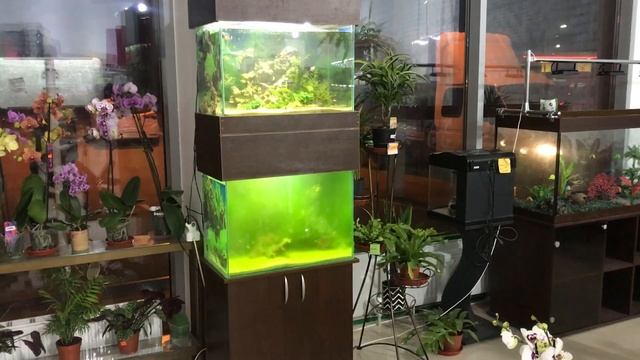 Зеленеет вода ? Поможет УФ Стерилизатор !