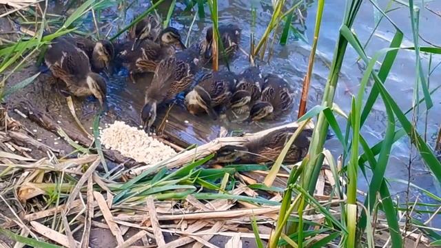 Дикие утята, кормление утят смотреть онлайн