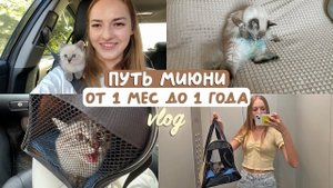 МЫ ЗАВЕЛИ КОТЕНКА ❤️ первая треш ночь вместе, лечение ушного клеща, стерелизация в 10 месяцев