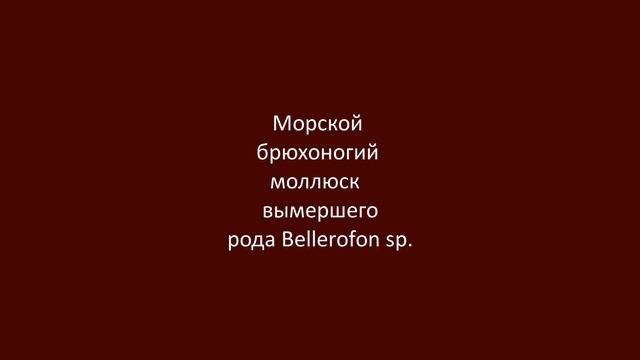 КАРБОНОВЫЕ ОКАМЕНЕЛОСТИ Нижегородской области! ПАЛЕОЗОЙСКАЯ ЭРА! Ч.1. Возраст около 300 МЛН. ЛЕТ!!!