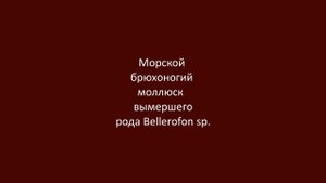 КАРБОНОВЫЕ ОКАМЕНЕЛОСТИ Нижегородской области! ПАЛЕОЗОЙСКАЯ ЭРА! Ч.1. Возраст около 300 МЛН. ЛЕТ!!!