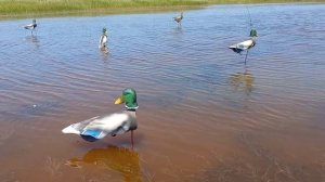 Флюгера уток на мелководье. #охотанакубани #чучелоутки #чучелагусей