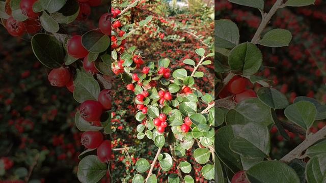 20221112_Татьяна Буланова, Андрей Косинский_Городок около моря.mp4