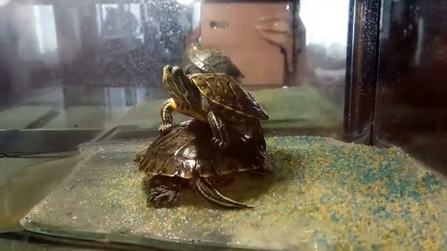 Вот как крутится земля!!! смотреть онлайн