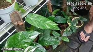 UPDATE STOK CANTIK2 EKONOMISAN TANAMAN ARIS