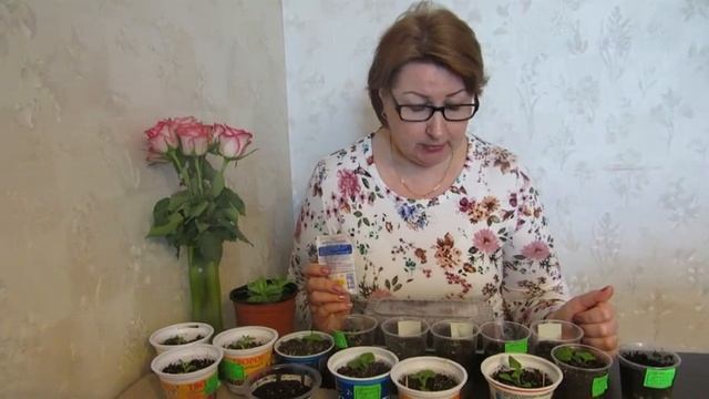 Рассада цветов неделю спустя. Подкормка для эустомы.