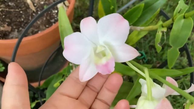 Orchids in bloom or in bud - Oct 27, 2021 смотреть онлайн