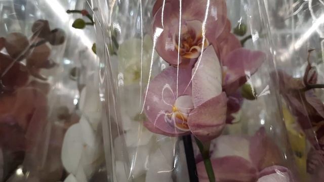 ЛЕРУА МЕРЛЕН /ЗАВОЗ ОРХИДЕЙ /01.07.23// смотреть онлайн