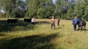 Как правильно покрыть корову.