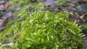 Органная Музыка Баха | Шедевр Классики